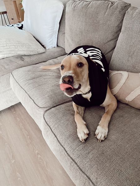 💀Will only lick you to death! 💀

The spookiest dog loves his bone costume from Target 🤍  ITS ALSO GLOW IN THE DARK!!!! 🤩

#LTKHalloween #LTKSeasonal #LTKhome
