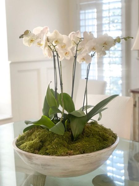 A beautiful orchid arrangement. Bowl is from Serena and Lily 

#LTKFind #LTKfamily #LTKhome