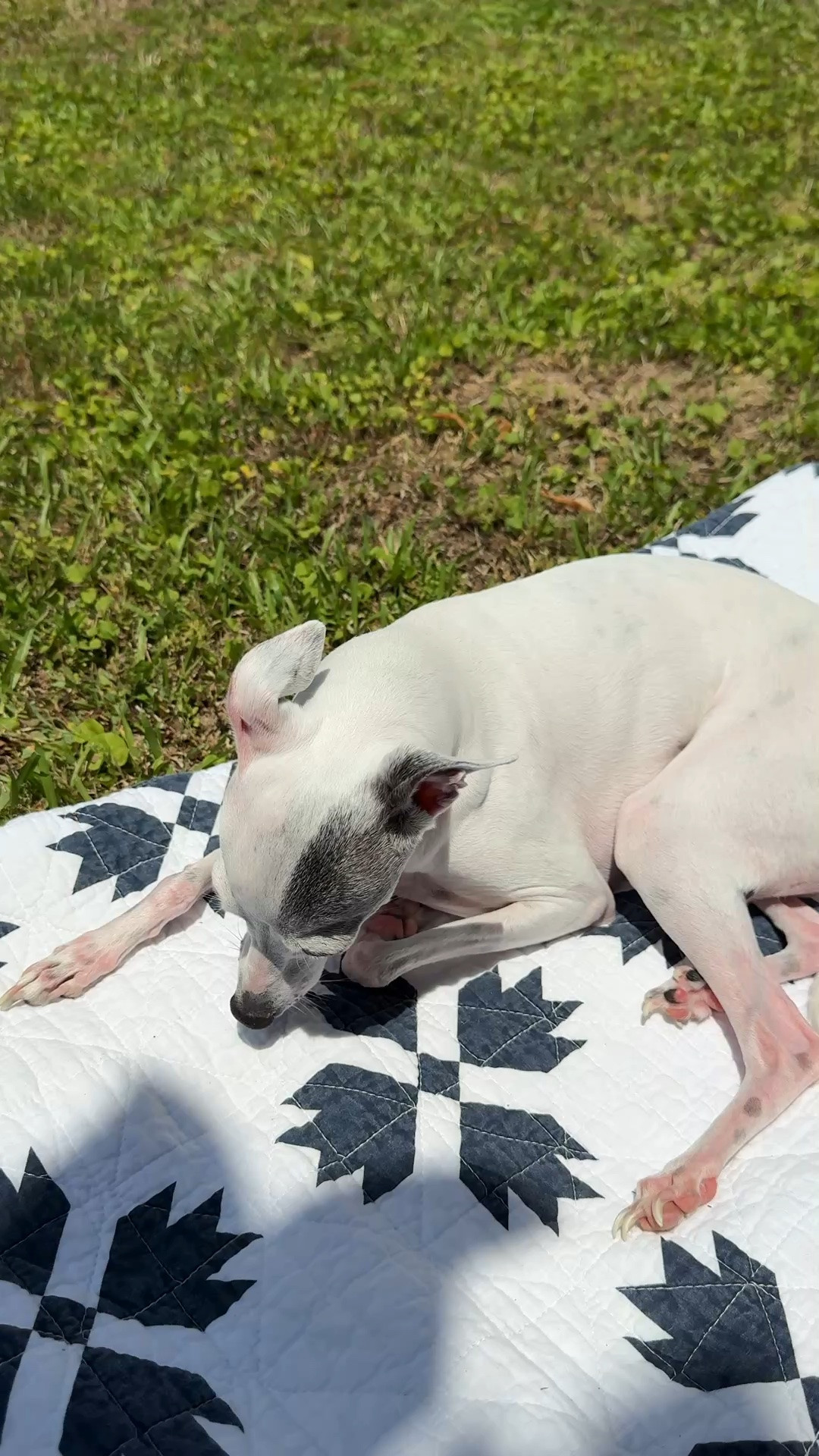 If your baby loves laying outside on a blanket too, then you need this fan!!!

#LTKvlog #LTKmomlife #LTKHome