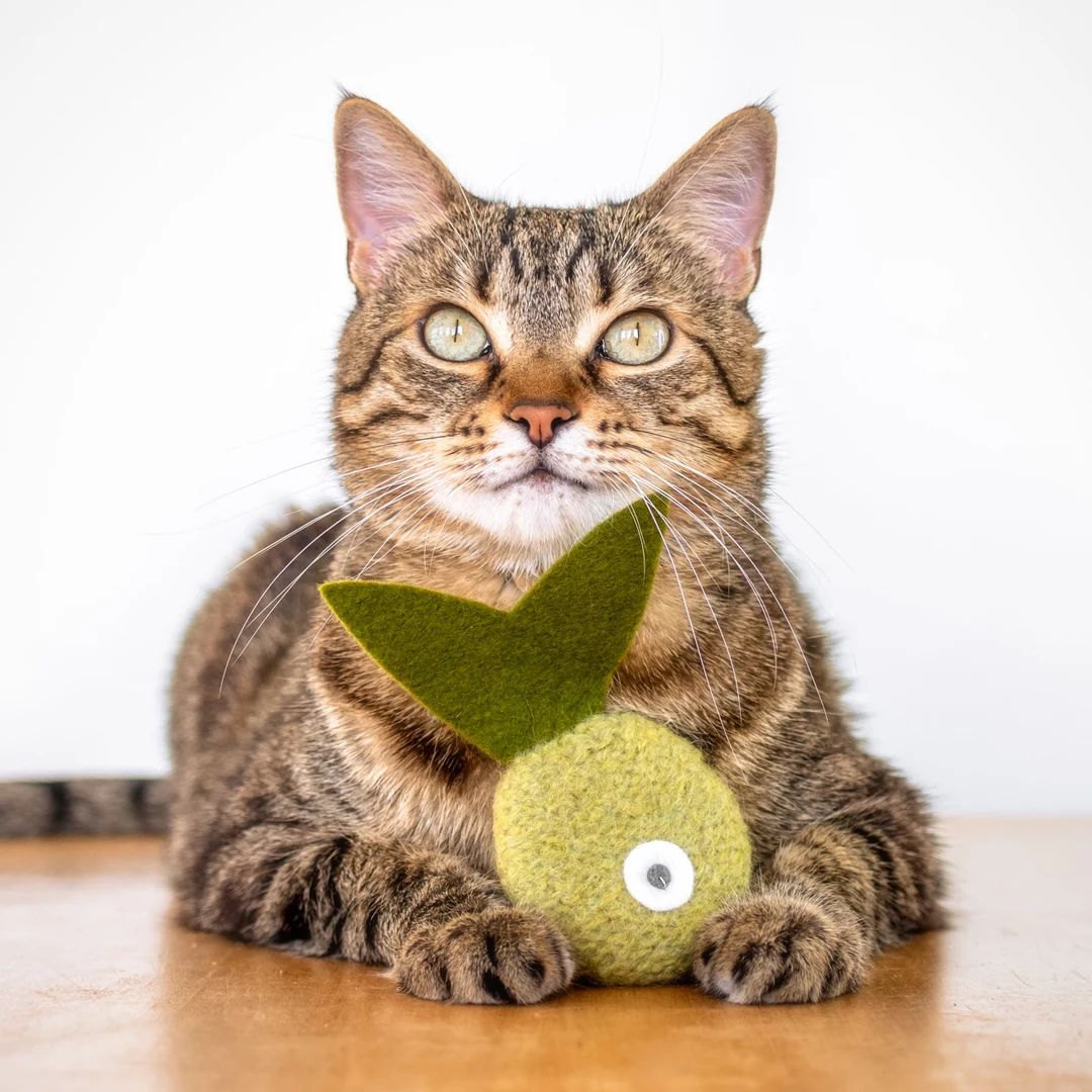 Catnip Toy. Organic Catnip. Green Tea Color. Cat Toy. Catnip - Etsy | Etsy (US)