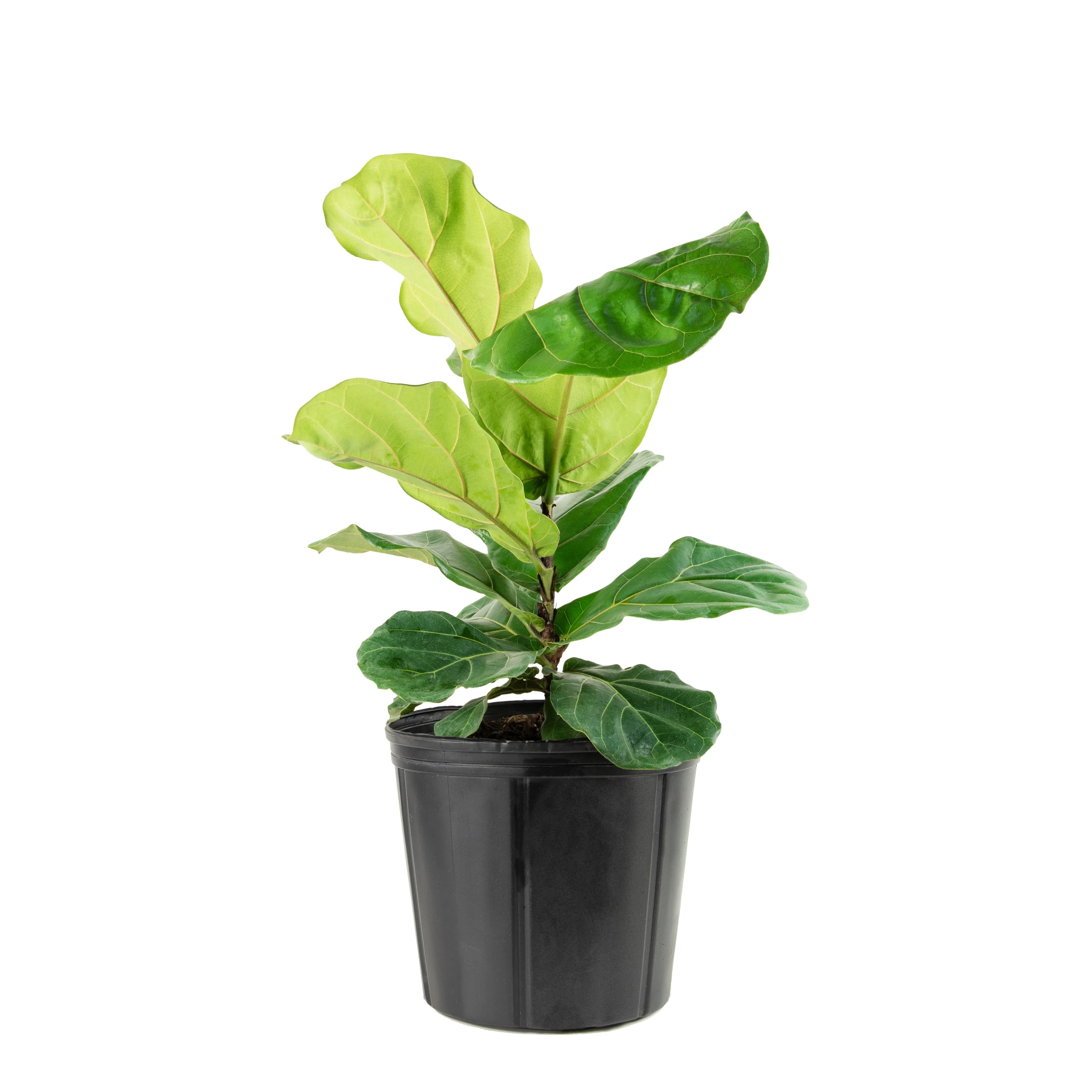 10 in Fiddle Leaf Fig Plant | Walmart (US)