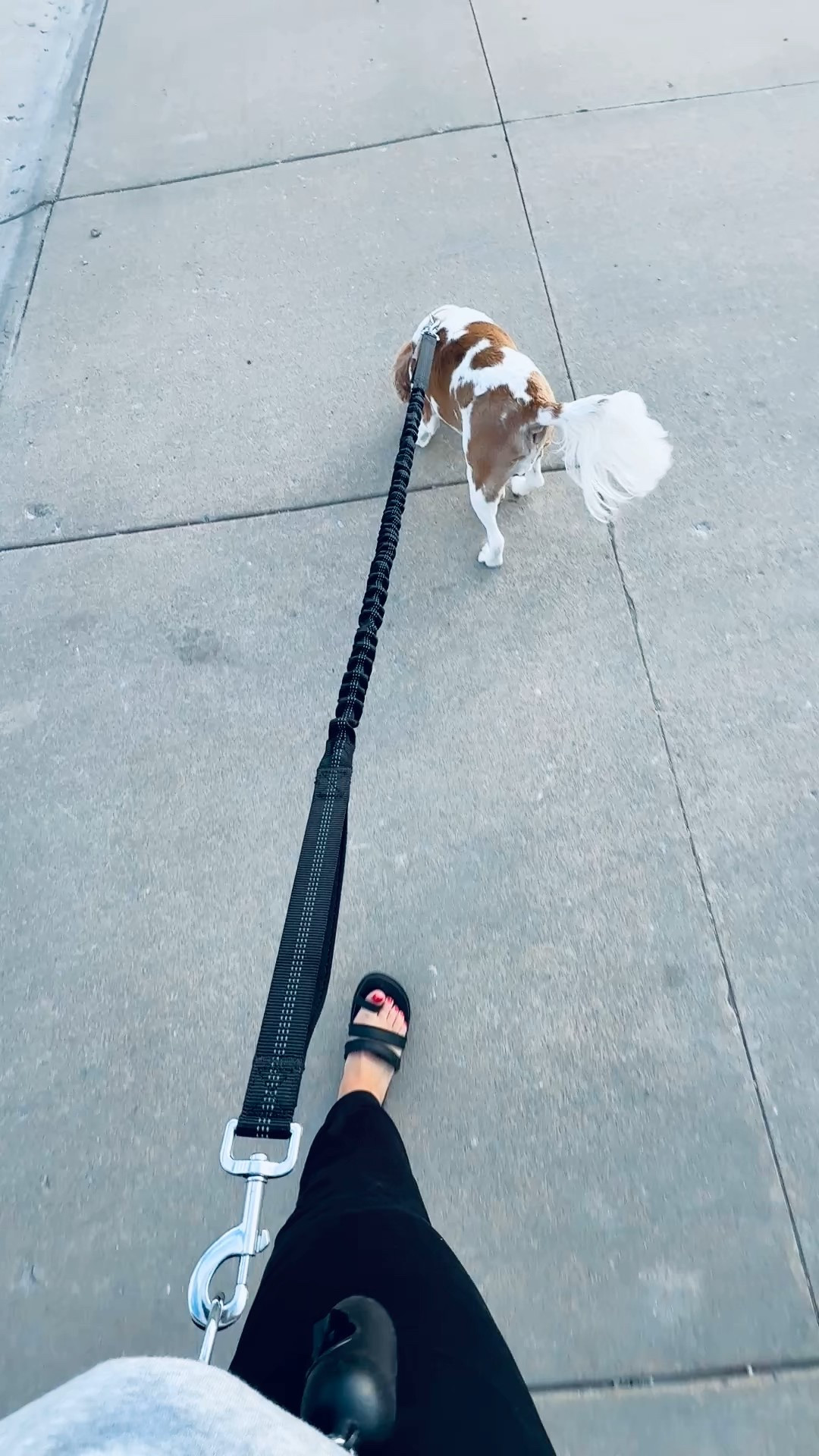 another day, another afternoon walk with our hands-free leash
