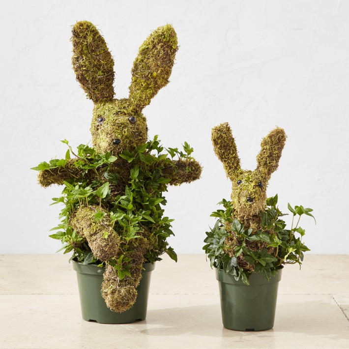 Baby Ivy & Moss Easter Bunny Live Topiary, 12" | Williams-Sonoma