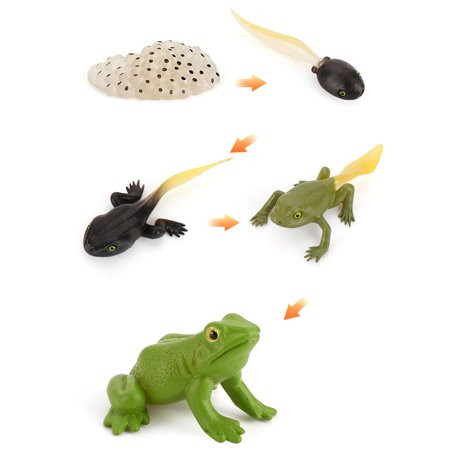 HEMU FASHION NEW ARRIVAL Simulation Animals Life Cycle Animals Figurines Frog Mosquito Ants Sea Turt | Walmart (US)
