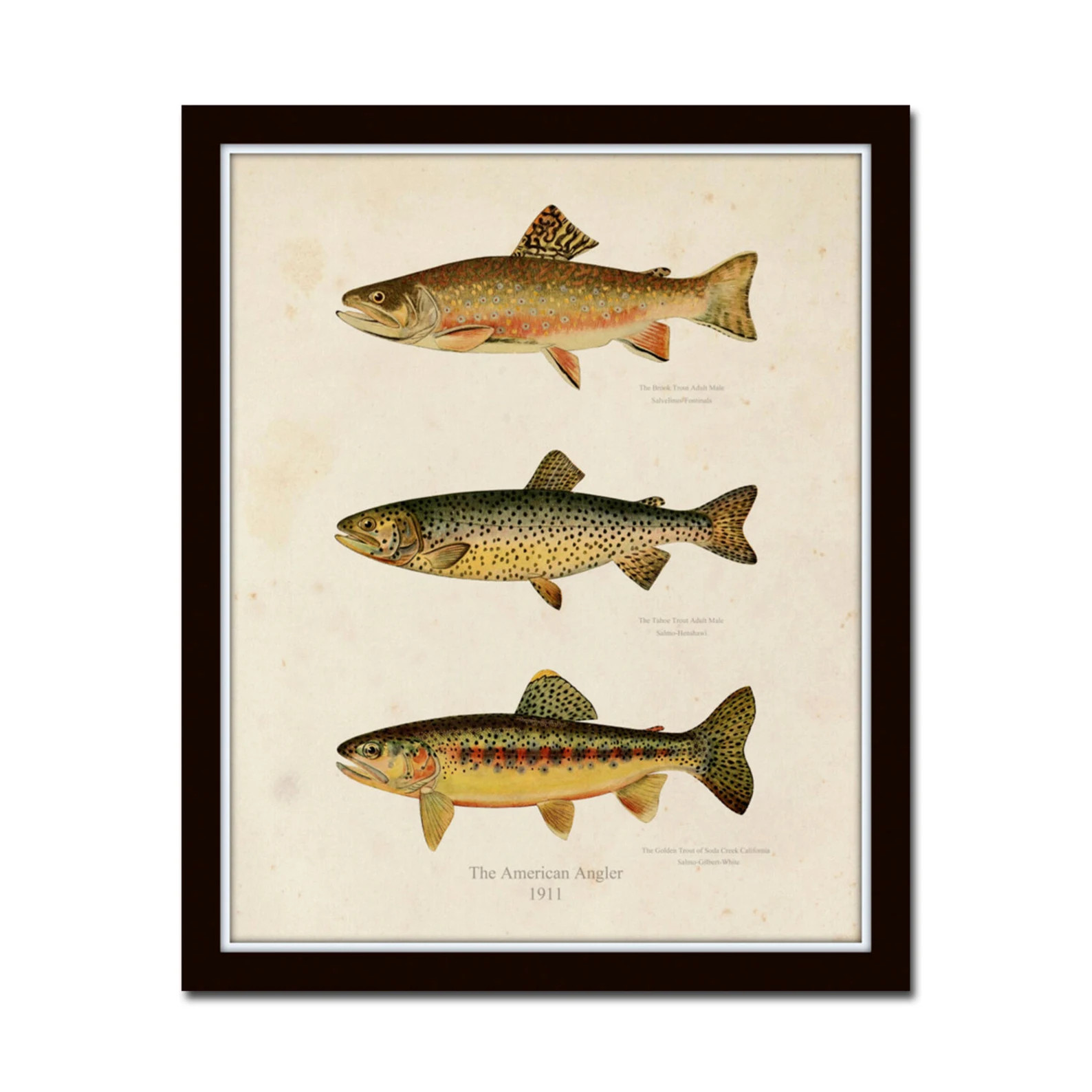 Vintage Trout Print No. 1, Giclee, Fish Art, Fly Fishing, Cabin Decor, Angler Art, Fish Print, Ar... | Etsy (US)