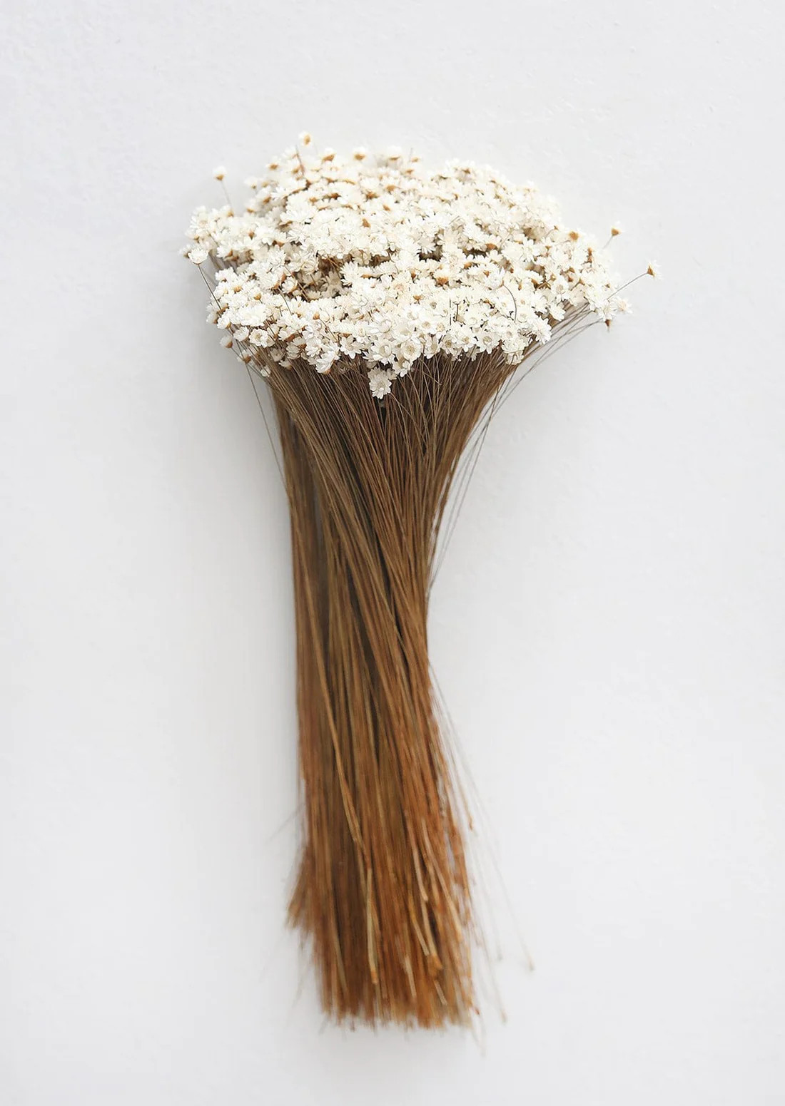 Dried Star Flowers in Natural | Dried Flowers at Afloral.com | Afloral