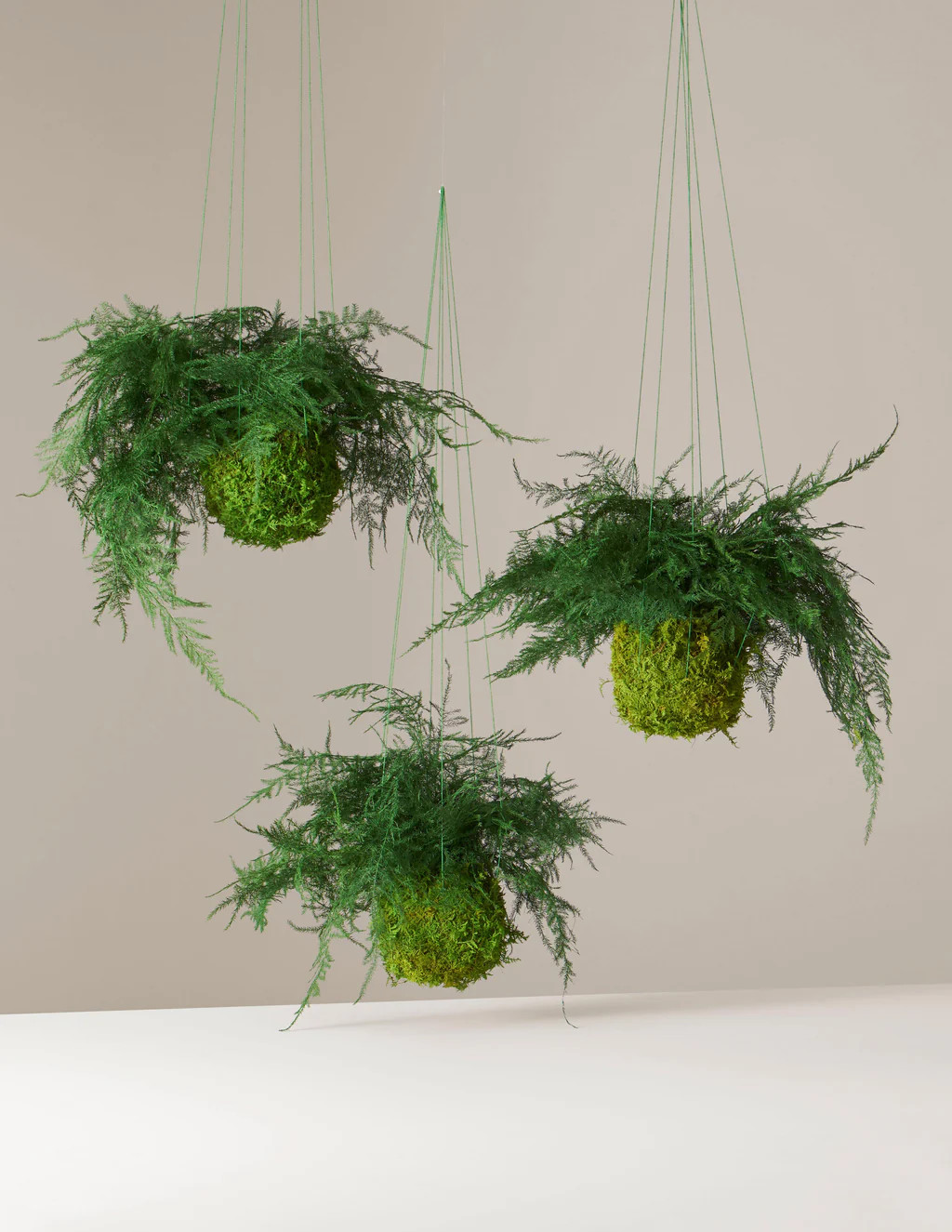 Preserved Fern Kokedama | The Sill