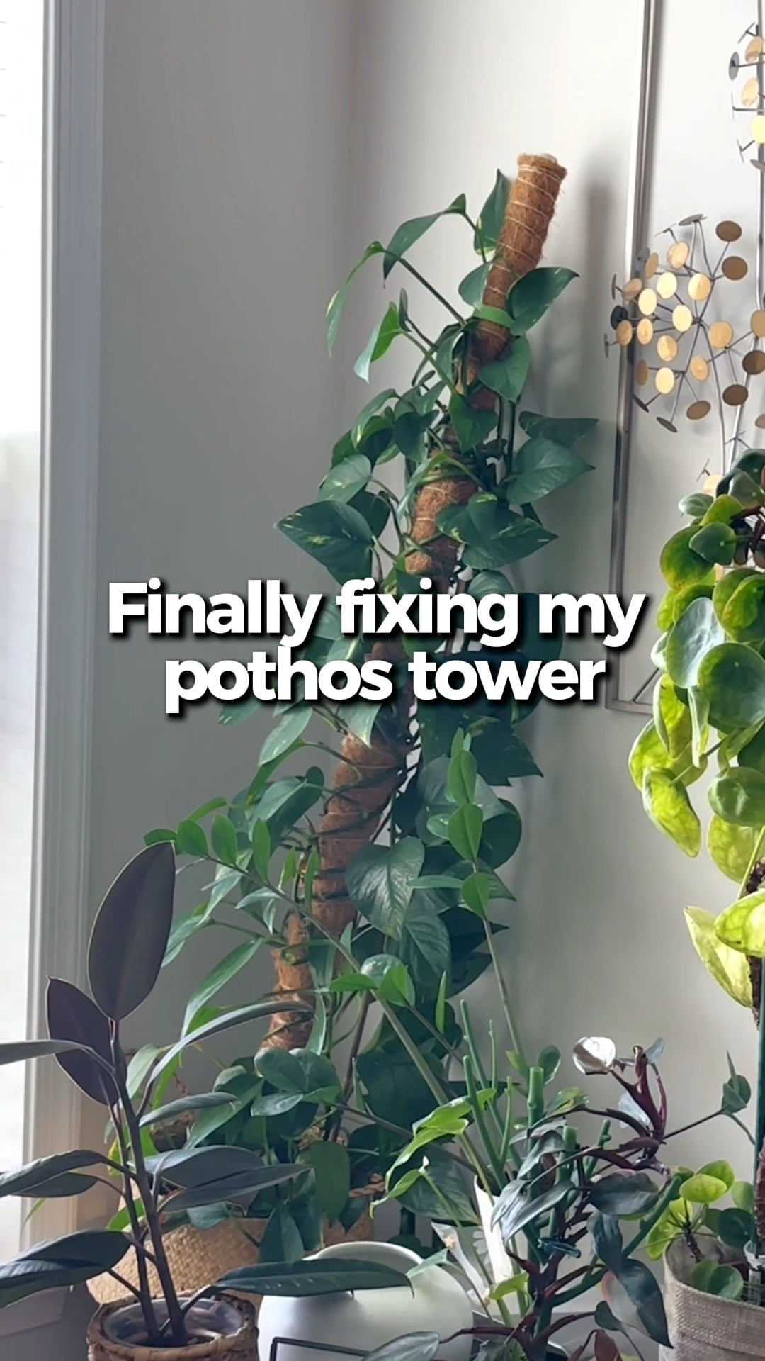 Finally fixing my pothos tower 🌿

#LTKHome #LTKmomlife