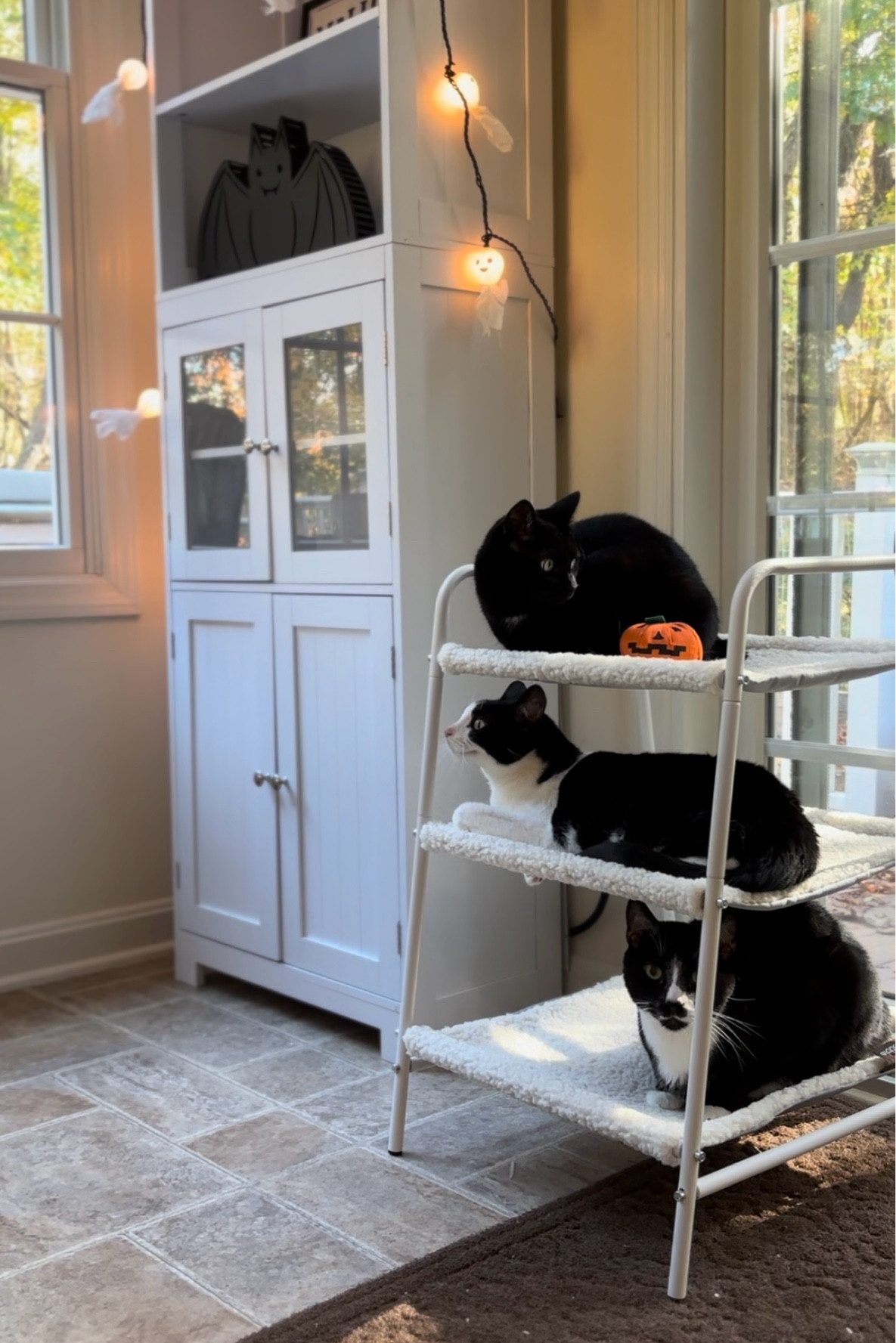 3 story heated cat bed 🐾 