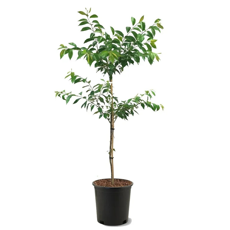 Now $61.17$6117 | Walmart (US)