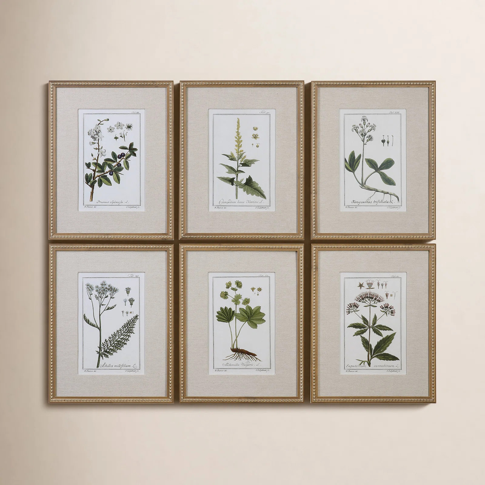 "Green Floral Botanical Study" - 6 Piece Art Set | Birch Lane