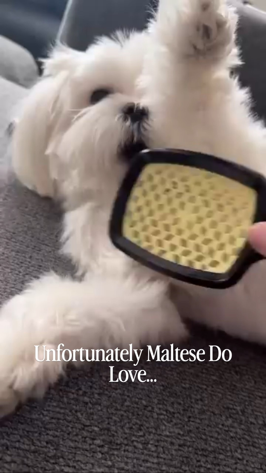 Maltese dog things with @mulliganthemaltese 😉

#LTKPets