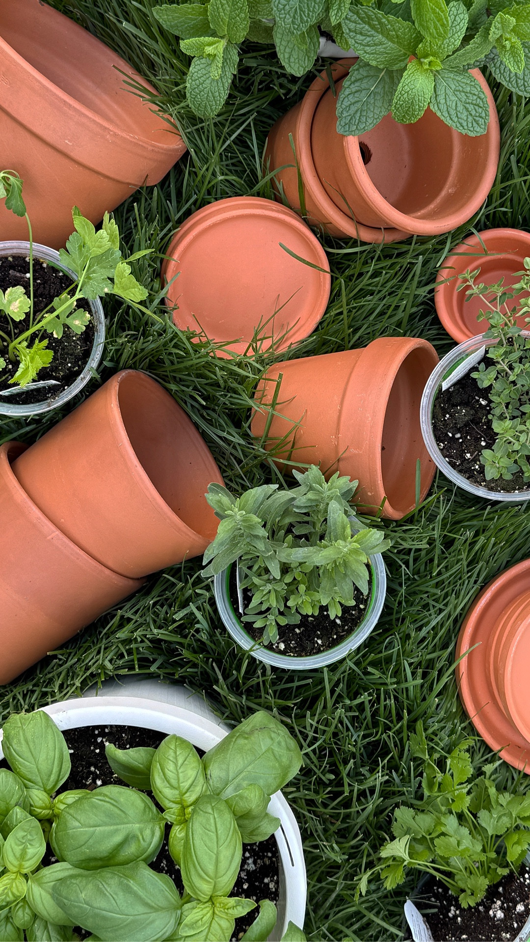 #ad My herb garden essentials are on sale at @loweshomeimprovement for SpringFest! I’m going to link my favorites. If you’re planting this spring… you can’t go wrong with classic terra cotta pots with Bonnie Herbs! #LowesPartner #Lowe’s 

#LTKSeasonal #LTKHome