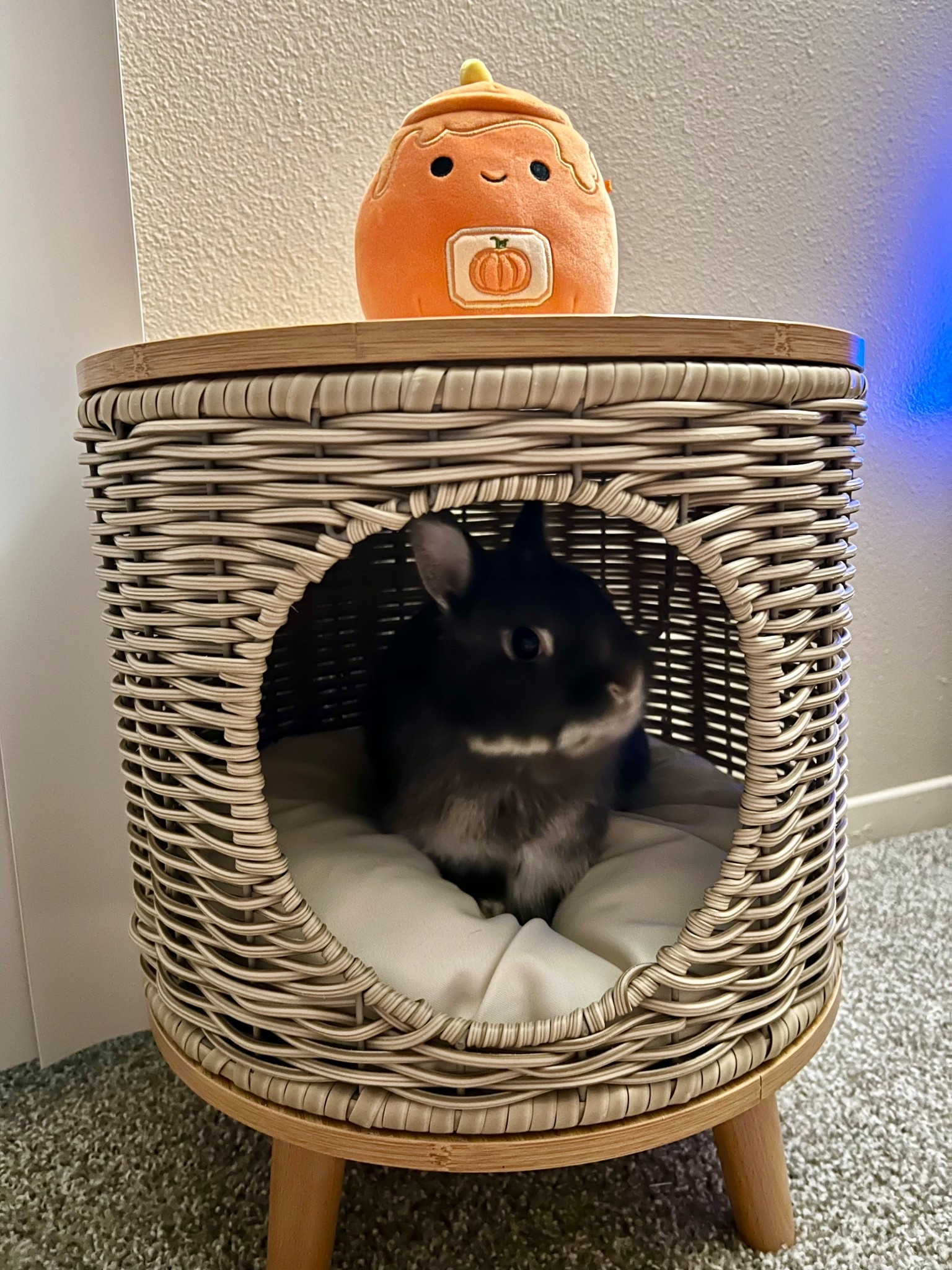 Charlie is loving his new hide out 🙈 

#LTKFindsUnder100 #LTKHome #LTKPets