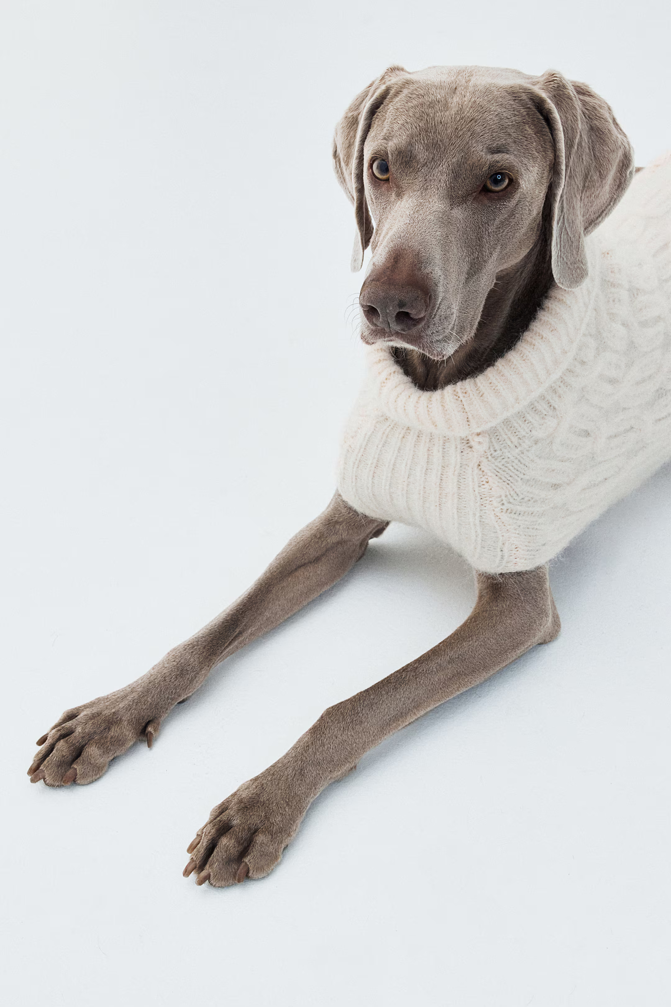 Cable-Knit Dog Sweater | H&M (US + CA)