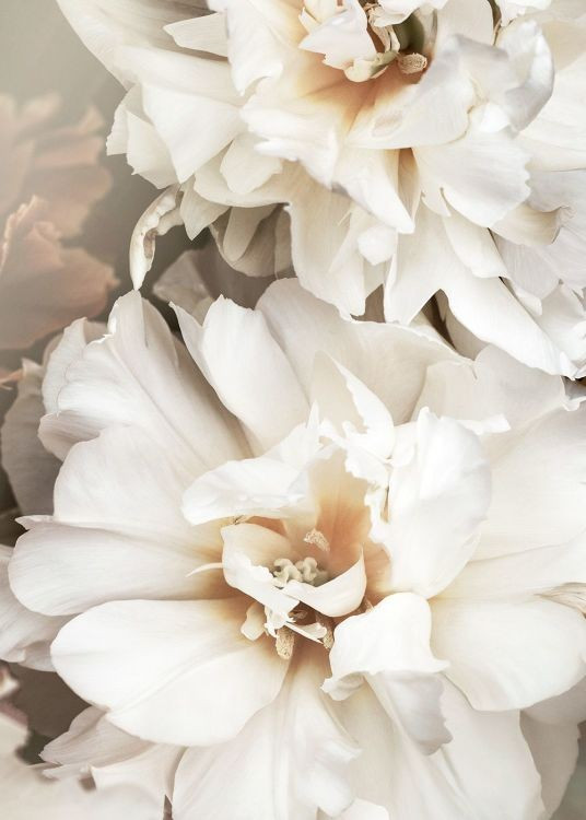 Floral prints | Desenio