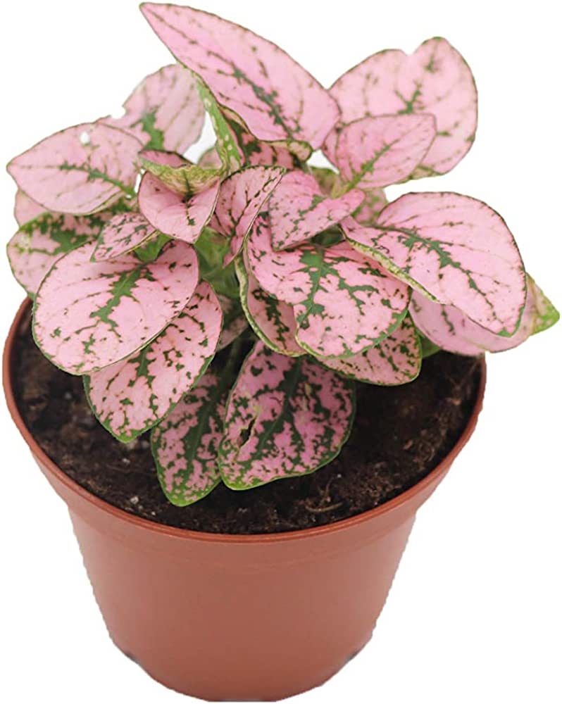 California Tropicals Pink Polka Dot Plant Live Tropical Houseplant - 3 Inch Real Indoor Plant wit... | Amazon (US)