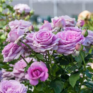 24 in. Tall, Violet's Pride Purple Flowering Tree Rose, Dormant Bare Root Starter Plant (1-Pack) | The Home Depot