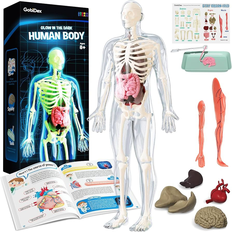 GobiDex Human Body Skeleton Model Kits, 40 Piece Anatomy Figure,Glow in The Dark Bones Interactiv... | Amazon (US)