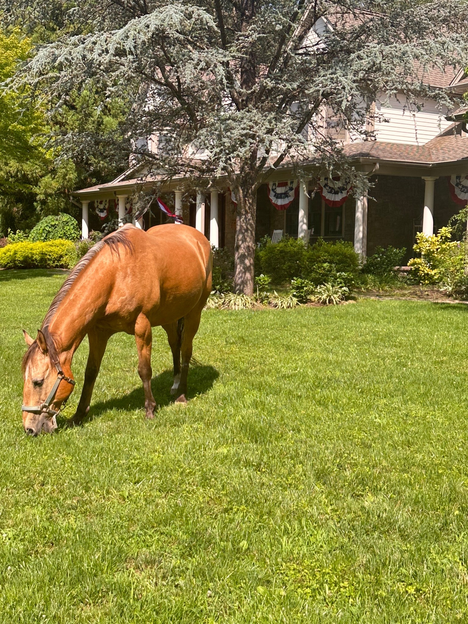 Inexpensive forth of July decor 
#forthofjuly #summer #homedecor

#LTKHome #LTKSeasonal