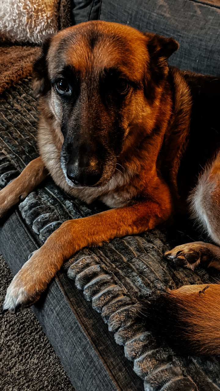 now that we’ve had this couch cover for over a week, I can officially say it’s Blitzy-approved 🐾

we have the 27.6” x 70.9” option in dark gray!

#LTKSaleAlert #LTKHome #LTKmomlife