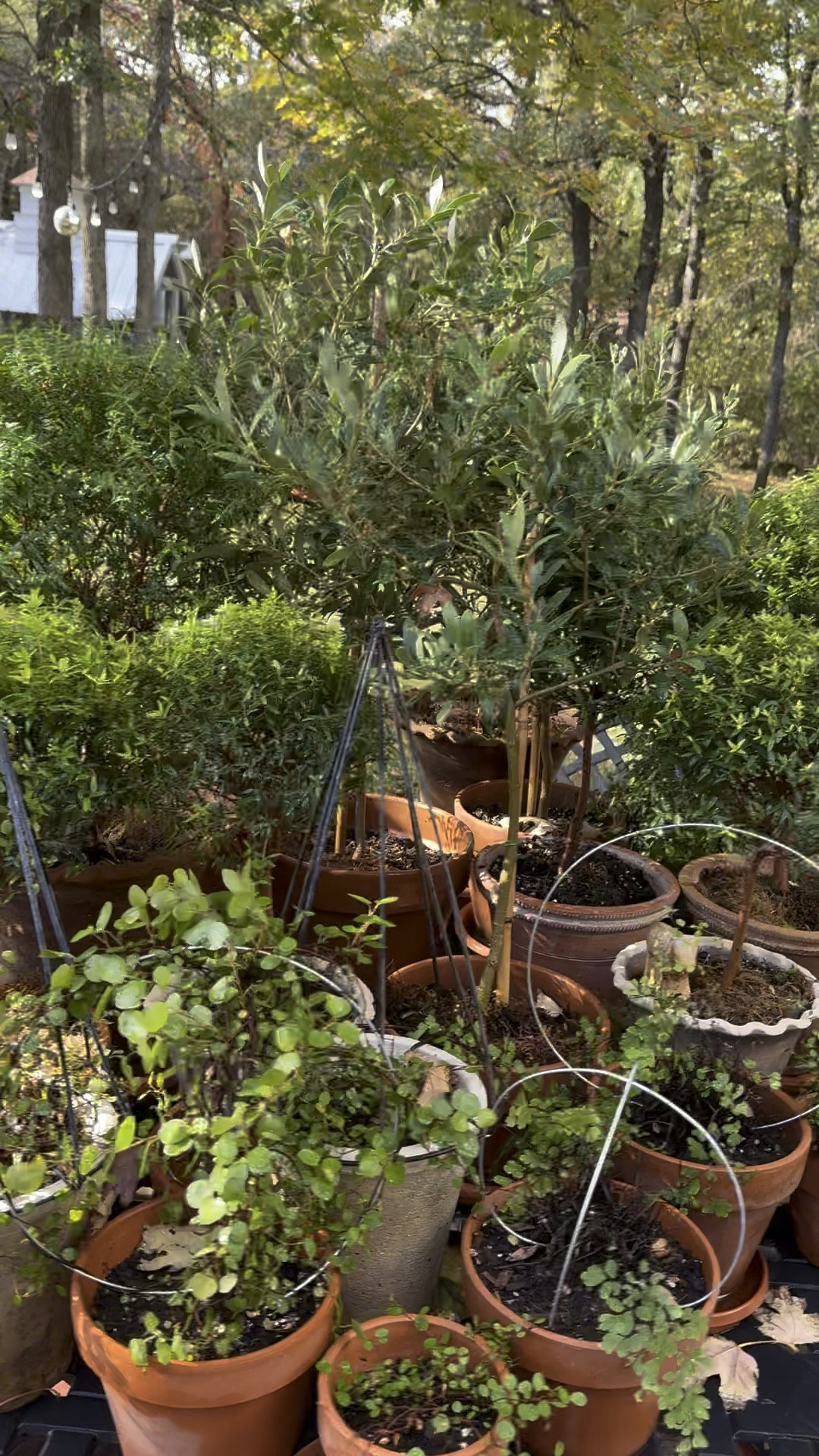 We are in an autumnal state of mind….  
If you ever have wanted to order a Myrtle topiary, now is the time. The growers prefer shipping during mild temperatures like late spring and early autumn.  
My tips for keeping your Myrtle alive:
Water almost every day while indoors. 
Keep in a bright, sunny window. 
If you will be gone for an extended period of time, place topiary in the sink with an inch of water so it will drink through the bottom of the planter
Take outside to shake it every now and then especially if you notice leaves dropping. 
If leaves droop, place in the sink and water well for the next couple days. 
If you accidentally forget to water and it looks dead, trim it back, water well, and wait. Most likely can revive it this way. Will take time, but patience is a virtue. 
If you lose one altogether, chalk it up as a bouquet of flowers that you enjoyed briefly but have since wilted. 

Did I forget anything? Let me know if you have ever tried growing a topiary. 

#LTKHome #LTKFindsUnder50 #LTKSeasonal