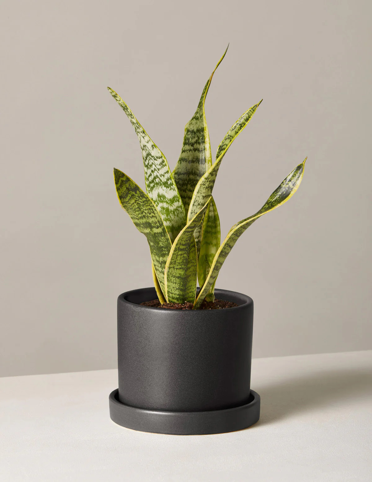 Snake Plant Laurentii
    $80$68
         Save 15% Bundle & Save Planter Bundle | The Sill