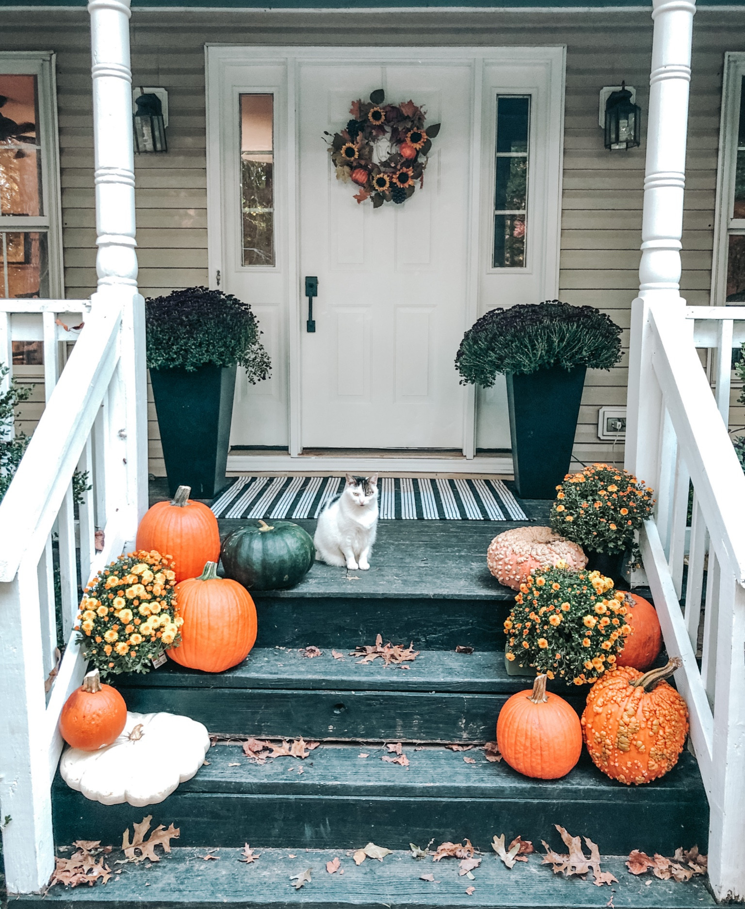Fall Porch. Easy fall porch idea. Lots of mums, pumpkins and a simple fall wreath. The 😻 approves. #fallporchidea

#LTKHome #LTKFamily #LTKSeasonal