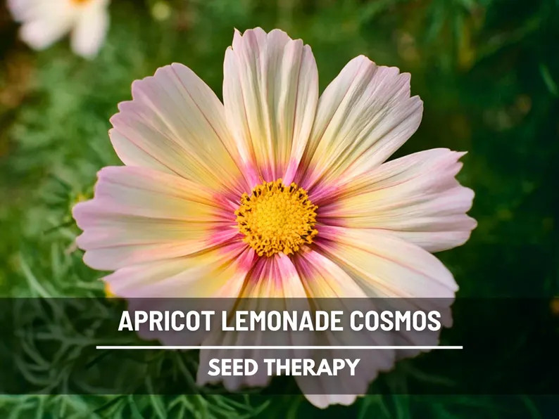 Apricot Lemonade Cosmos Seeds – Heirloom, Pastel Yellow and Blush Pink Blooms (25 Seeds) - Etsy | Etsy (US)