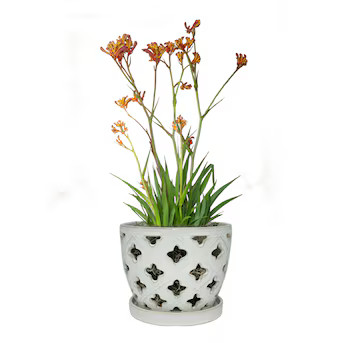 allen + roth Round 8.27-in W x 6.81-in H x 8.27-in D White Ceramic Indoor Planter | Lowe's