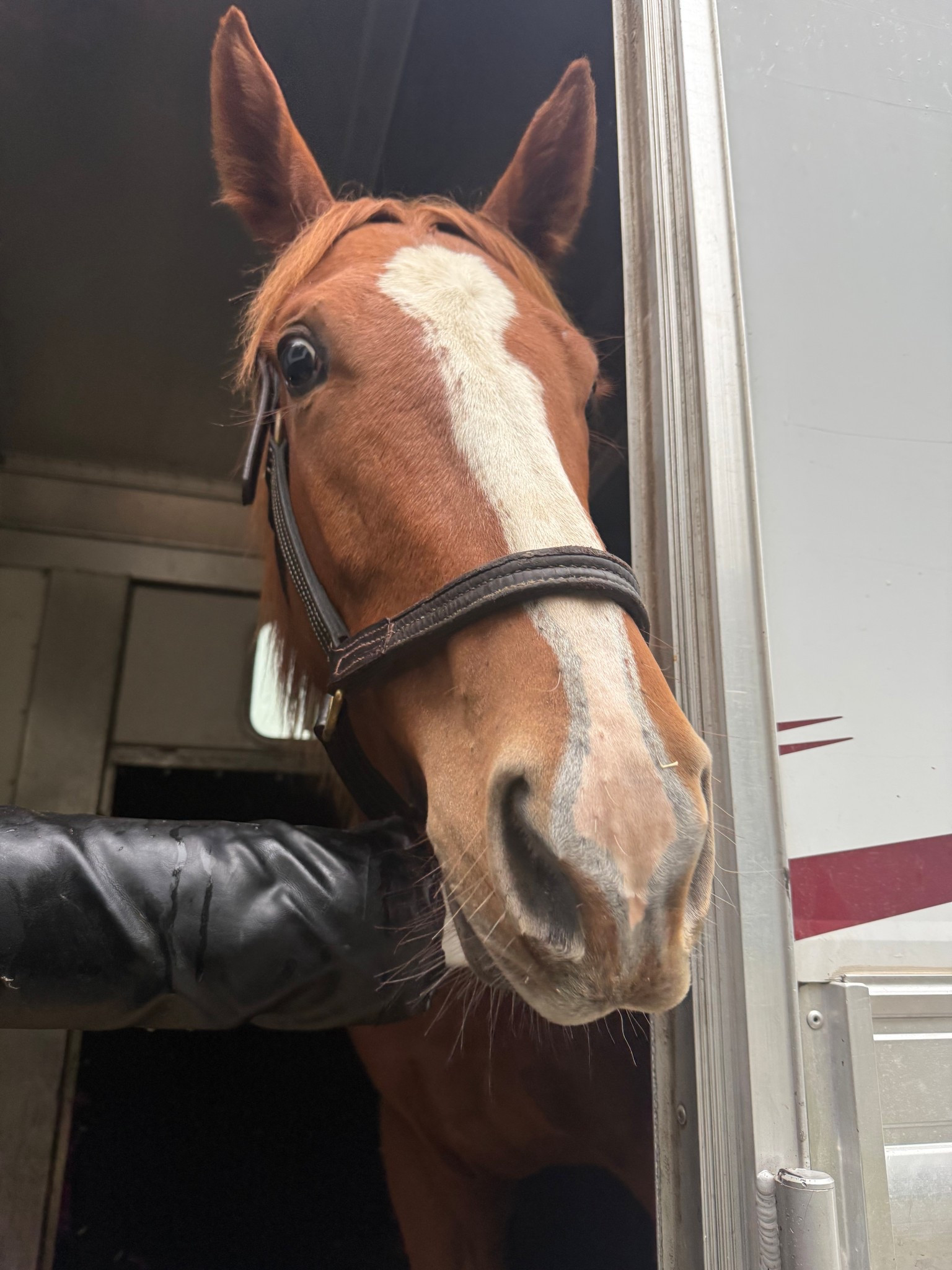 Our Ruby girl is en route!!!

#LTKPets #LTKFamily #LTKKids