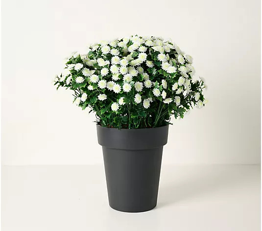 Wicker Park 24" Indoor/Outdoor Jumbo Potted Faux Mums - QVC.com | QVC
