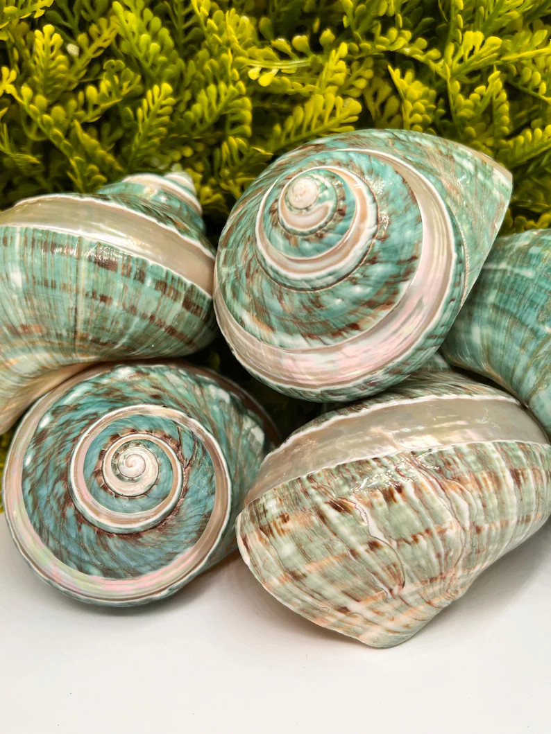 XXL Polished Turbo Jade Shell for Hermit Crabs \u2013 Natural Ocean Blemish Variation | Etsy (Global)