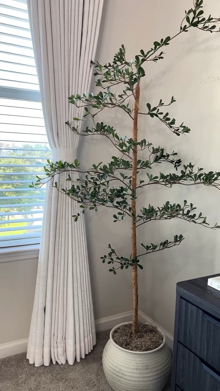 🍃🍃🍃Refresh Vibes with Temu! 

Artificial Black Olive Tree

🌸 Spring shopping season is here!
✨ Refresh your wardrobe and home essentials with the best of the season at Temu!
Use my code 【act788269】 to get your $0 spring picks with qualifying orders!! T&Cs apply.
#Ad #Advertisement #temu #temuhaul #springfinds 

#LTKSeasonal #LTKSaleAlert #LTKHome