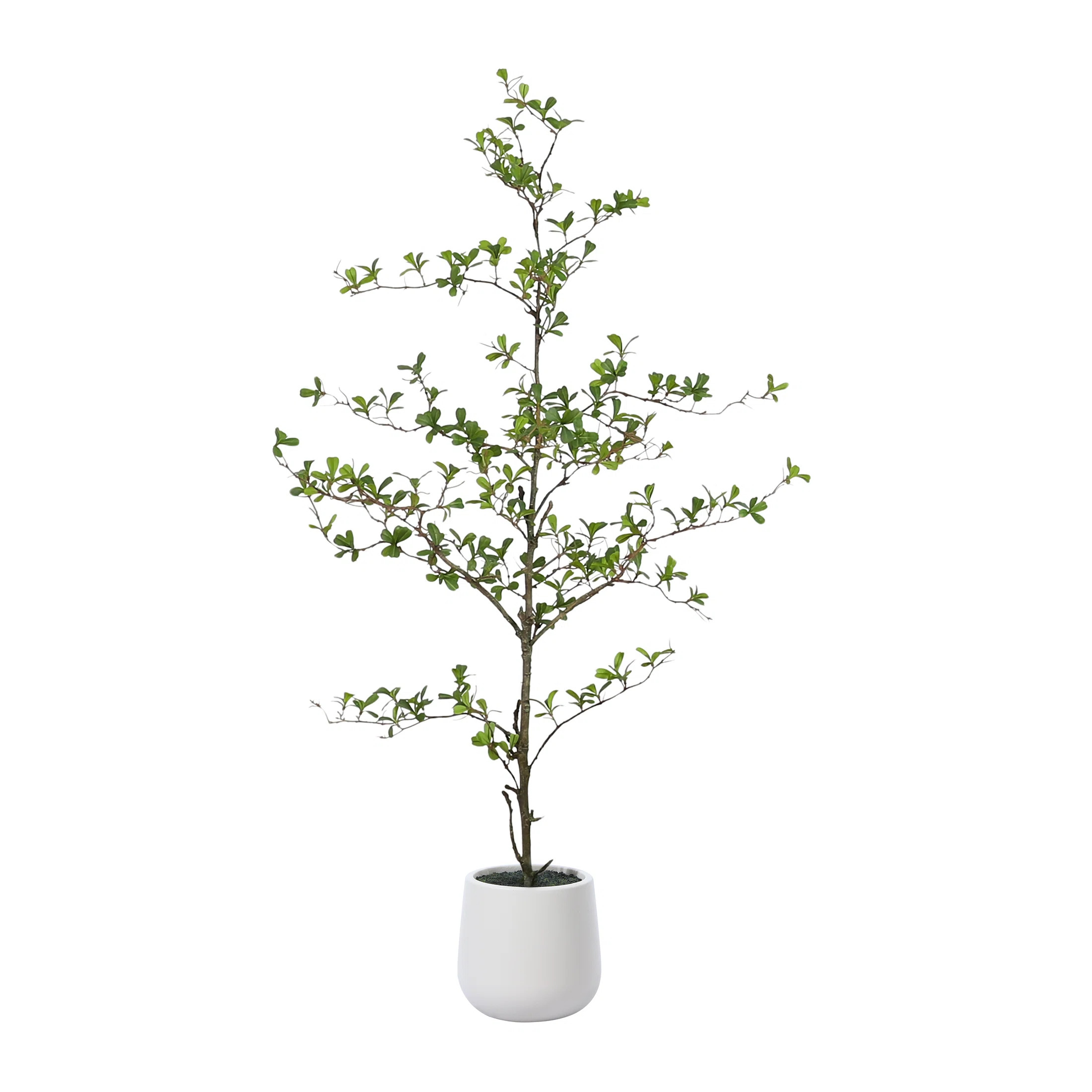 Adcock Artificial Black Olive Tree in White Pot, Tall Faux Shady Lady Tree for Indoor Home Decor | Joss & Main