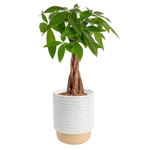 Costa Farms Money Tree (Pachira Aquatica) Live Indoor Bonsai-Style Plant, 12-16 Inches Tall, Braided Trunk Houseplant in Decorative Pot, Easy Care Pet-Friendly Decor | Amazon (US)