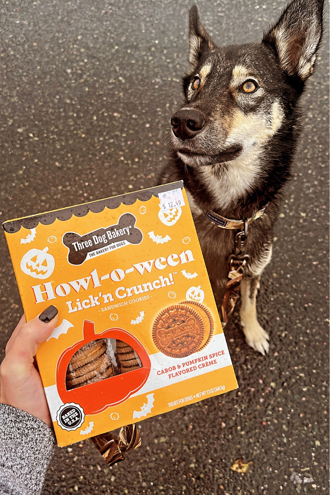 Dog treats, dog mom, husky, dog cookies, healthy dog treats, three dog bakery, Halloween treats, pets, dogs, fur mom, fur baby