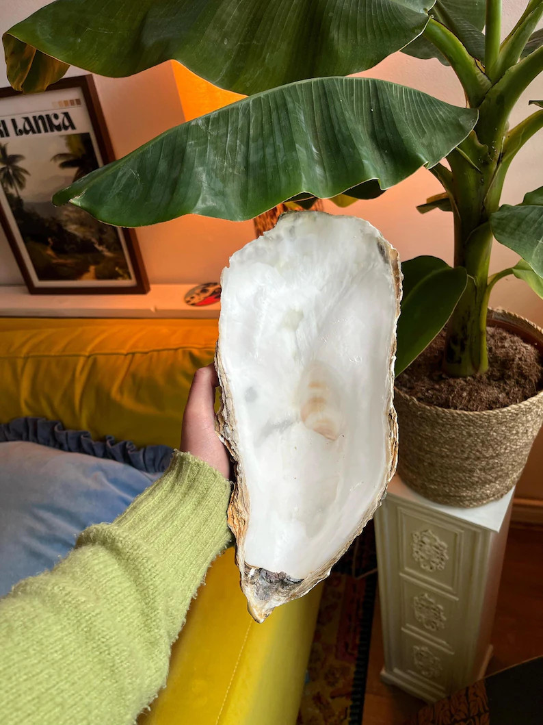 25+/30cm Extremely Large Oyster Shells. RARE. Decorative natural shell / bowl / tray | Etsy (Global)