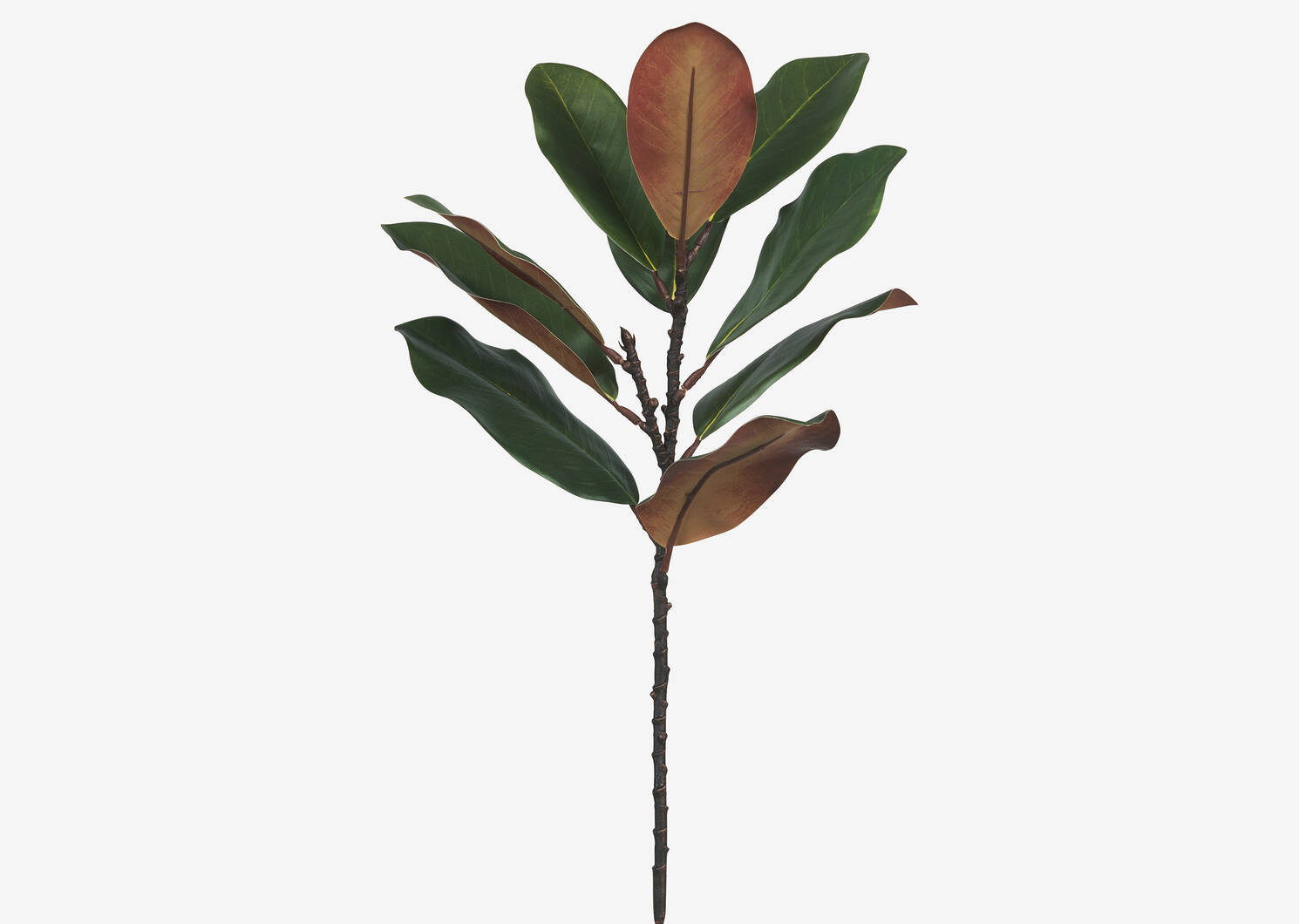 Aster Magnolia Branch Green/Brown | Urban Barn