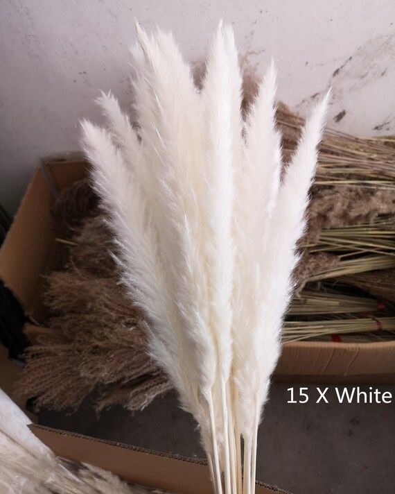 Natural Dried Pampas Grass, Phragmites Communis,Reed Plume,Wedding Flower Bunch, 23 inch  plumes ... | Etsy (US)