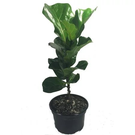Fiddleleaf Fig Stylized Tree Shape - Ficus - Great Indoor Tree - Easy -  8" Pot | Walmart (US)