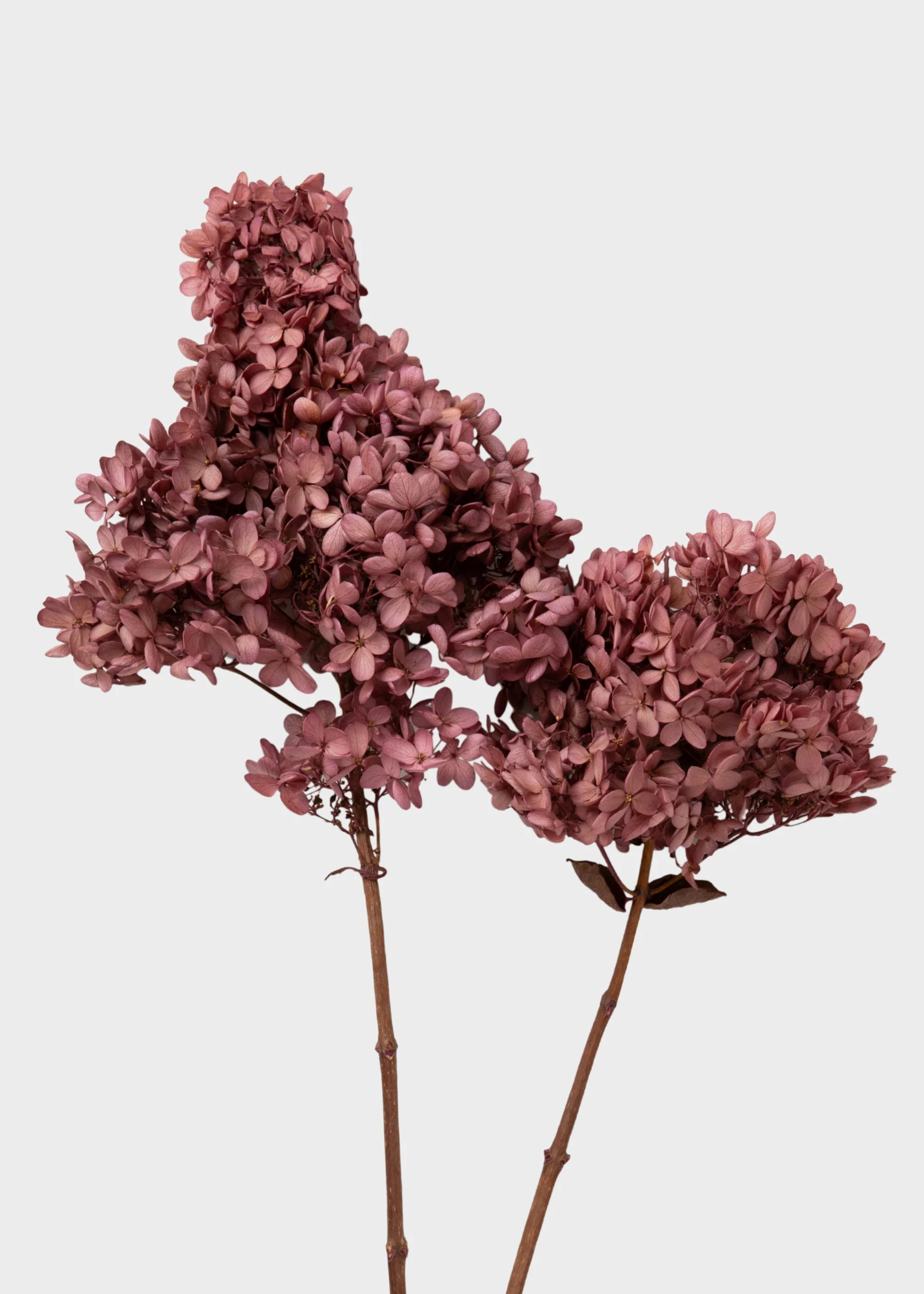 Dusty Pink Mauve Preserved Cone Hydrangea Stem | Afloral