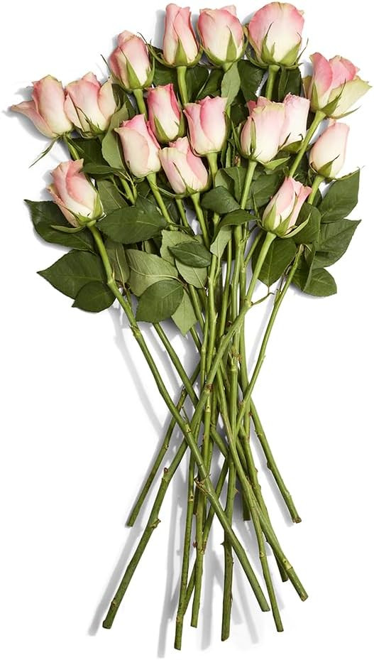 FLORAL Rose 16 Stem, 1 EA | Amazon (US)