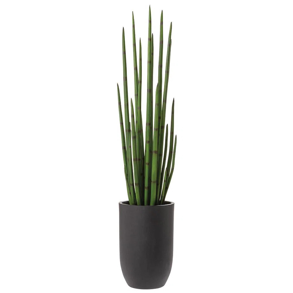 55.5'' Snake Plant (Sansevieria) Plant | Wayfair North America