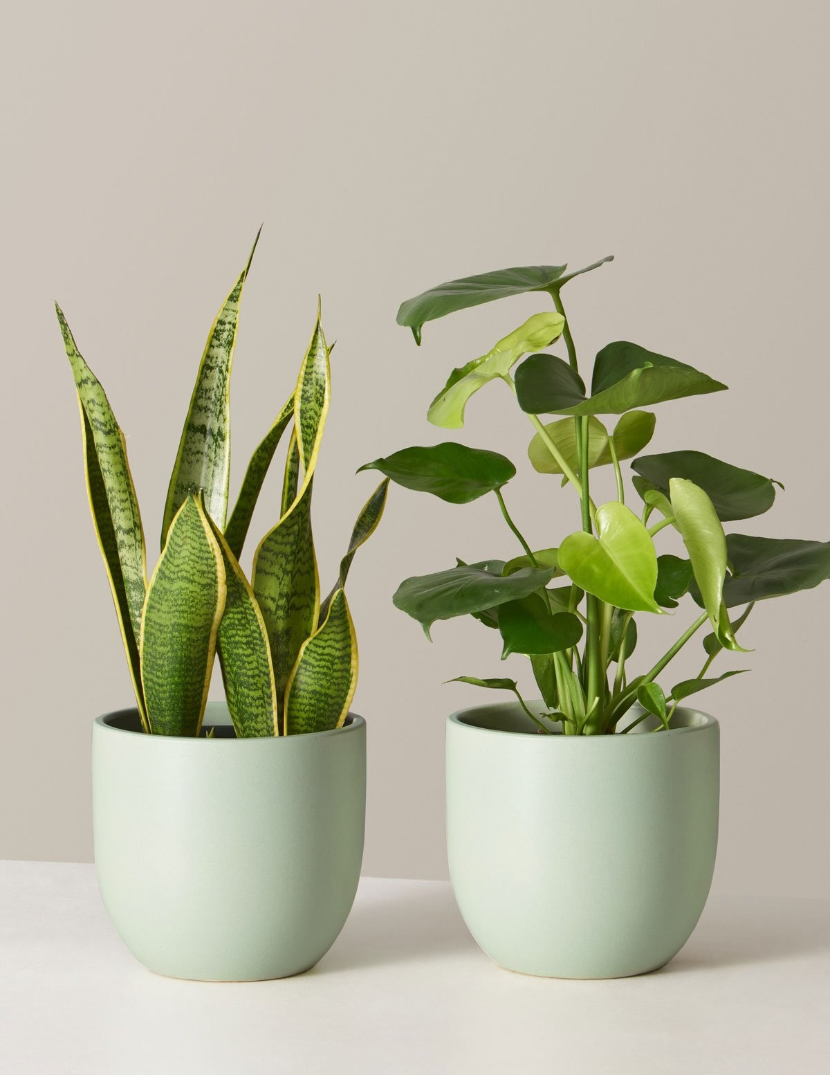 Best Sellers Duo | The Sill