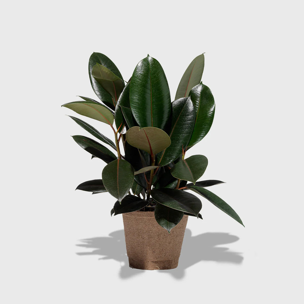 Burgundy Rubber Tree 6" | Public Goods