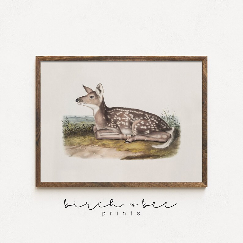 Vintage Deer Art  Woodland Nursery Prints Neutral  Country - Etsy | Etsy (US)