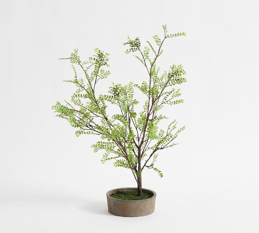 Faux Potted Sophora Tree Fern | Pottery Barn (US)