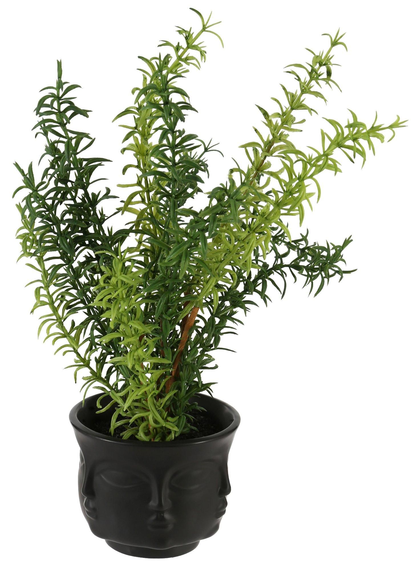 Rosemary 12" Potted Plant - Black-black-7794312905500  | Burkes Outlet | bealls