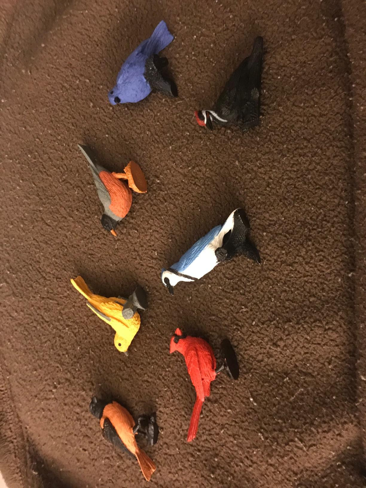 Safari Ltd. Backyard Birds Toob - Figurines: Woodpecker, Indigo Bunting, Robin, Oriole, Warbler, ... | Amazon (US)